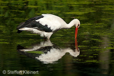 Weißstorch, Ciconia ciconia 048